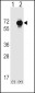 SPAK Antibody (Center)
